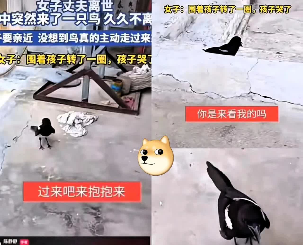 “这种事情真的解释不清楚了！”

山东那位失去丈夫的女子，怎么也想不到，一只