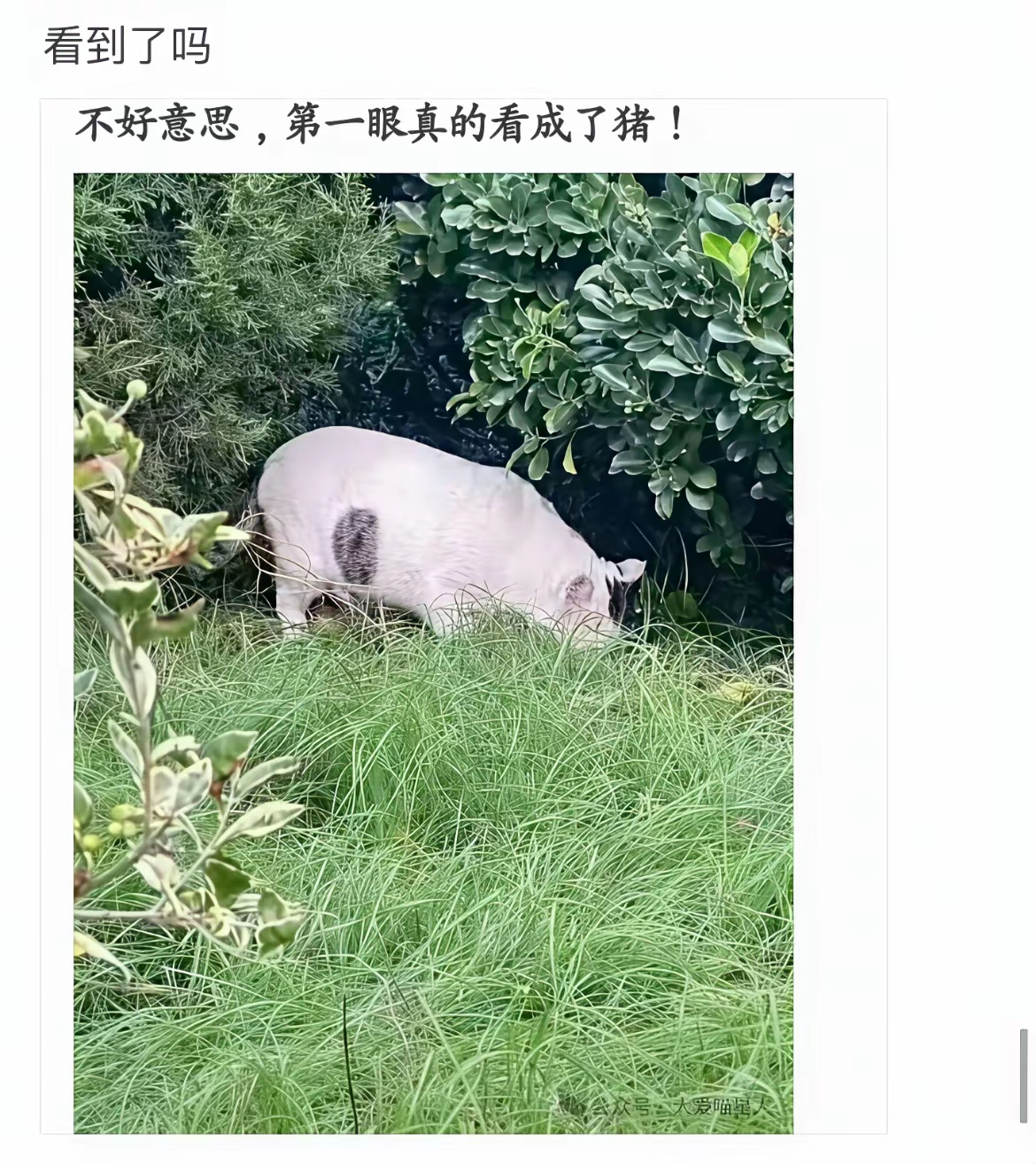 很多人第一眼看是猪，看了好几眼，最后发现果然不是猪[我想静静]