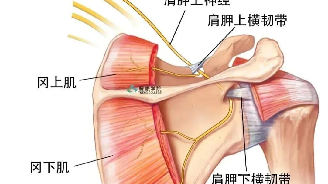 肩胛上神经的损伤基础与手法治疗