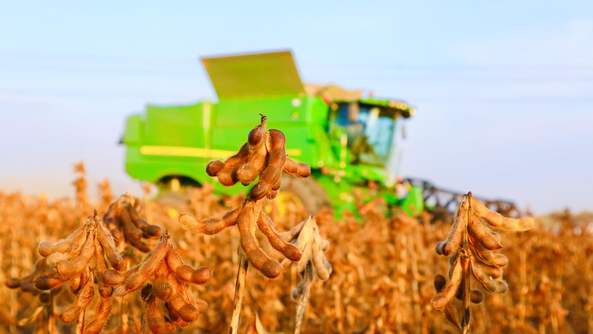 疯狂扫货：中国采购 40 船巴西大豆