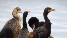 国内卖 4000 元一只的鱼鹰，为啥蒙古人要赶尽杀绝？真相扎心