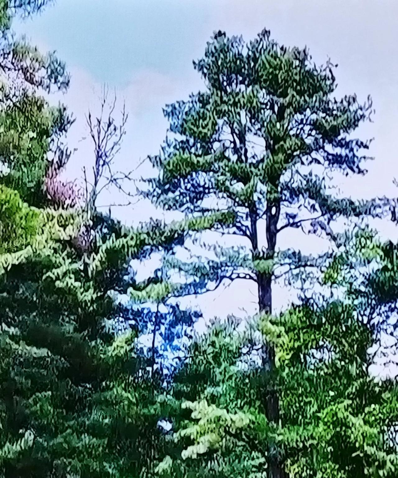 #分享你手机相册里的一种植物#