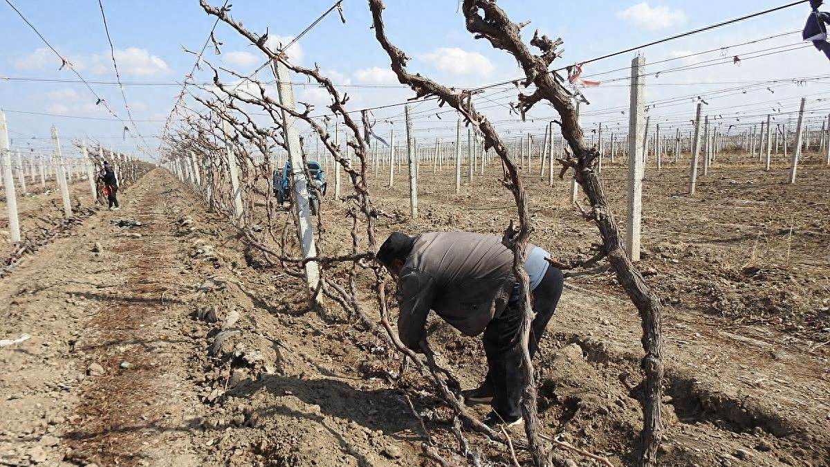 立冬前二沟村葡萄园里埋树忙