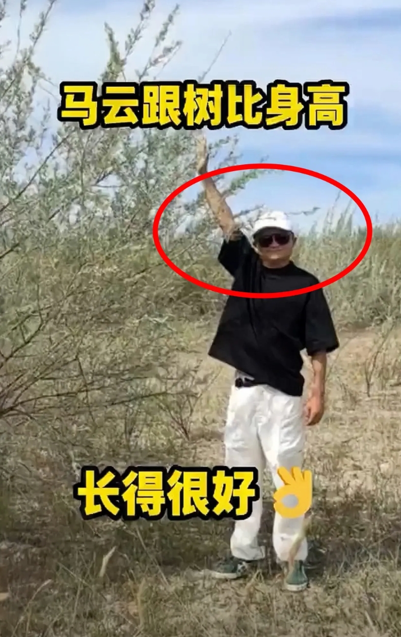 不查不知道

查了才知道，原来马云八年前种下的虚拟树苗，八年后的今天长成什么样了