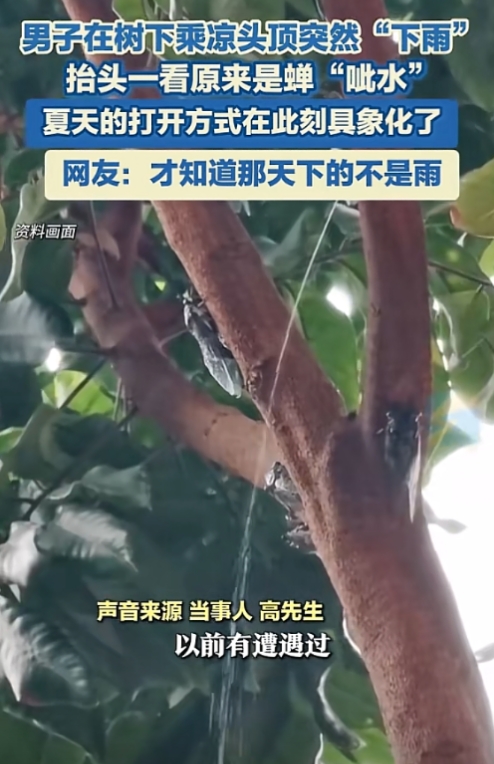 福建厦门街头一男子树下乘凉，突遭“小雨”淋头，抬头一看竟是蝉群集体“喷水”！网友