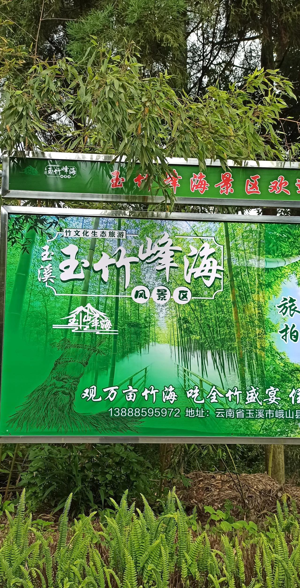 玉竹峰海，风光无限，这里有一眼望不到边的竹海，有万亩云茶基地，金山银山，满目葱笼