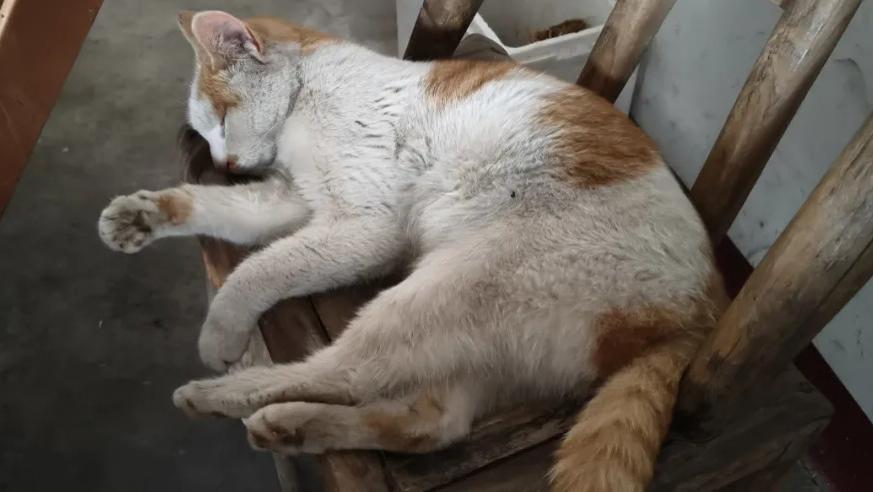 爸妈说我太沉默，迟早要被社会淘汰！