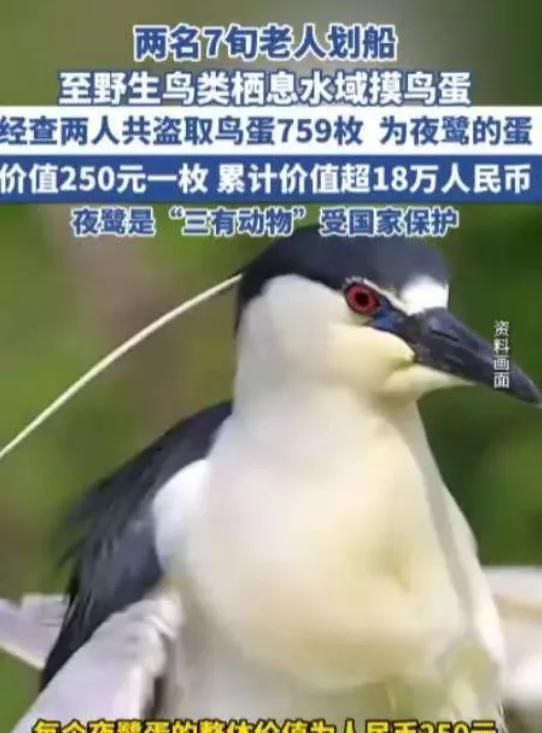 “还敢掏鸟蛋吗！”近日，浙江湖州，两位年过七旬的大爷划船到野外水域，摸走了759