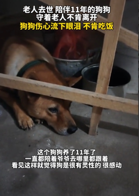 一女子发视频称，她的爷爷去世了，晚上十点给爷爷守灵时，女子发现爷爷养的狗子进房间
