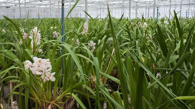 亩产值在10万元的经济作物，致富真的有捷径，把握时机，三年百万