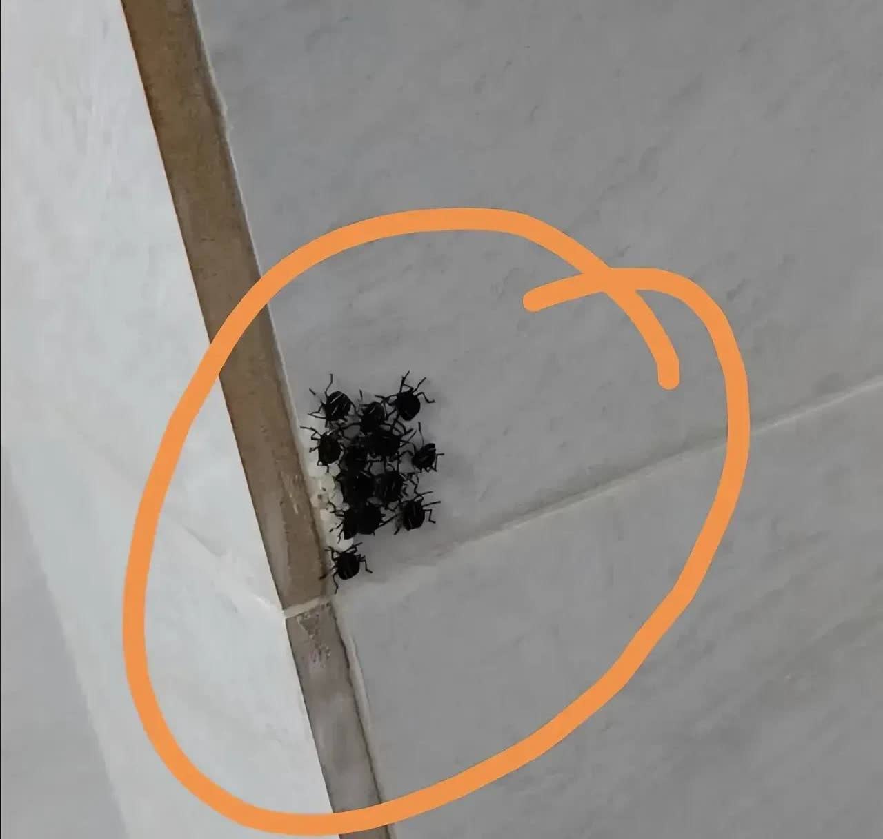江苏，一名女子上厕所的时候，突然发现厕所的墙上聚集着一群黑色的虫子，她感到很奇怪