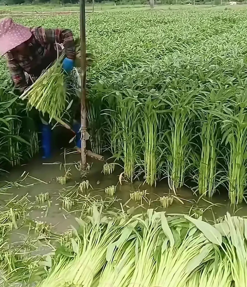 有没有南方的朋友，这是稻子嘛？
