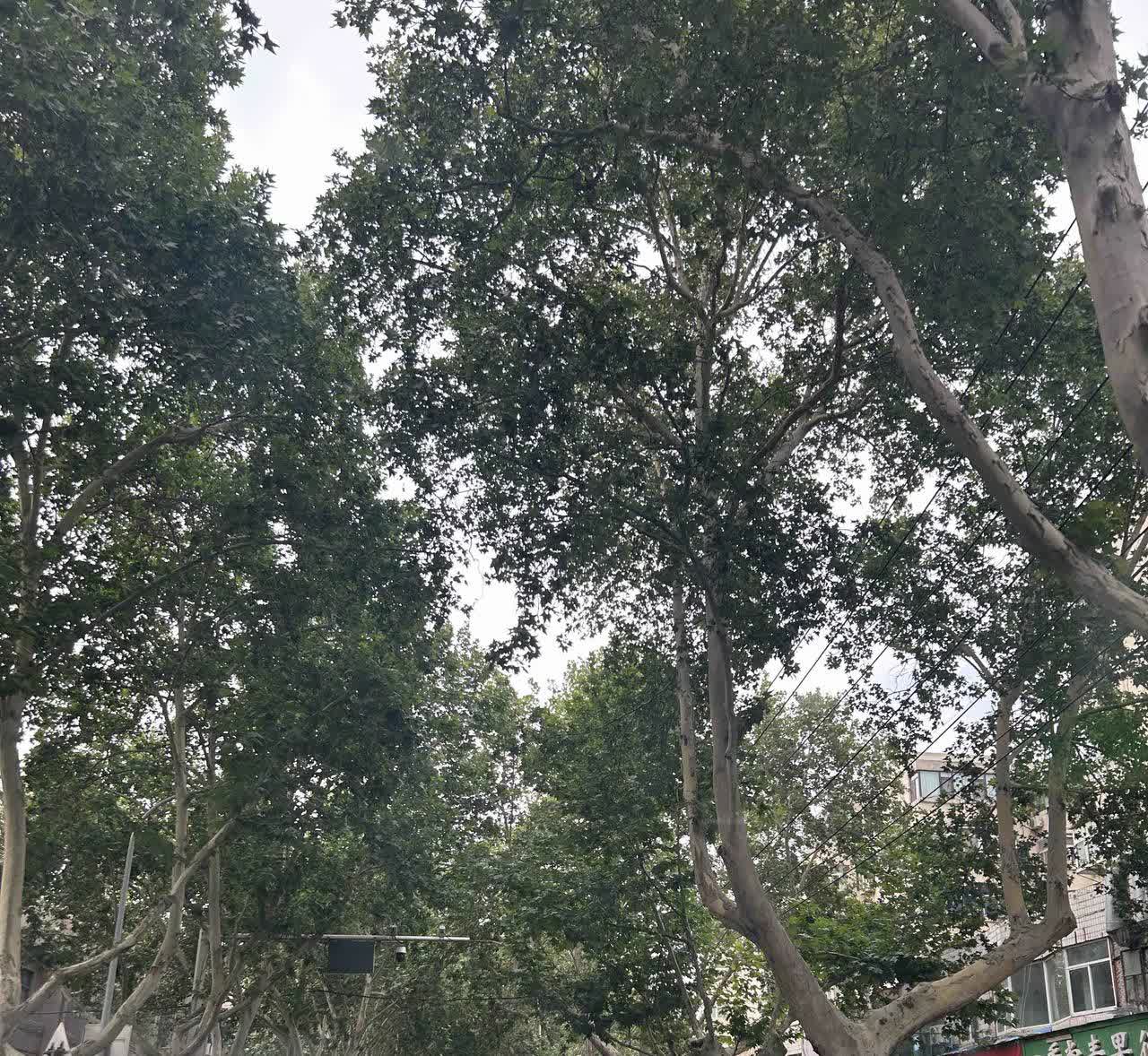 一个小时前拍的！
伏牛路！
非机动车道，这个时刻可是没有一辆机动车违章停车…