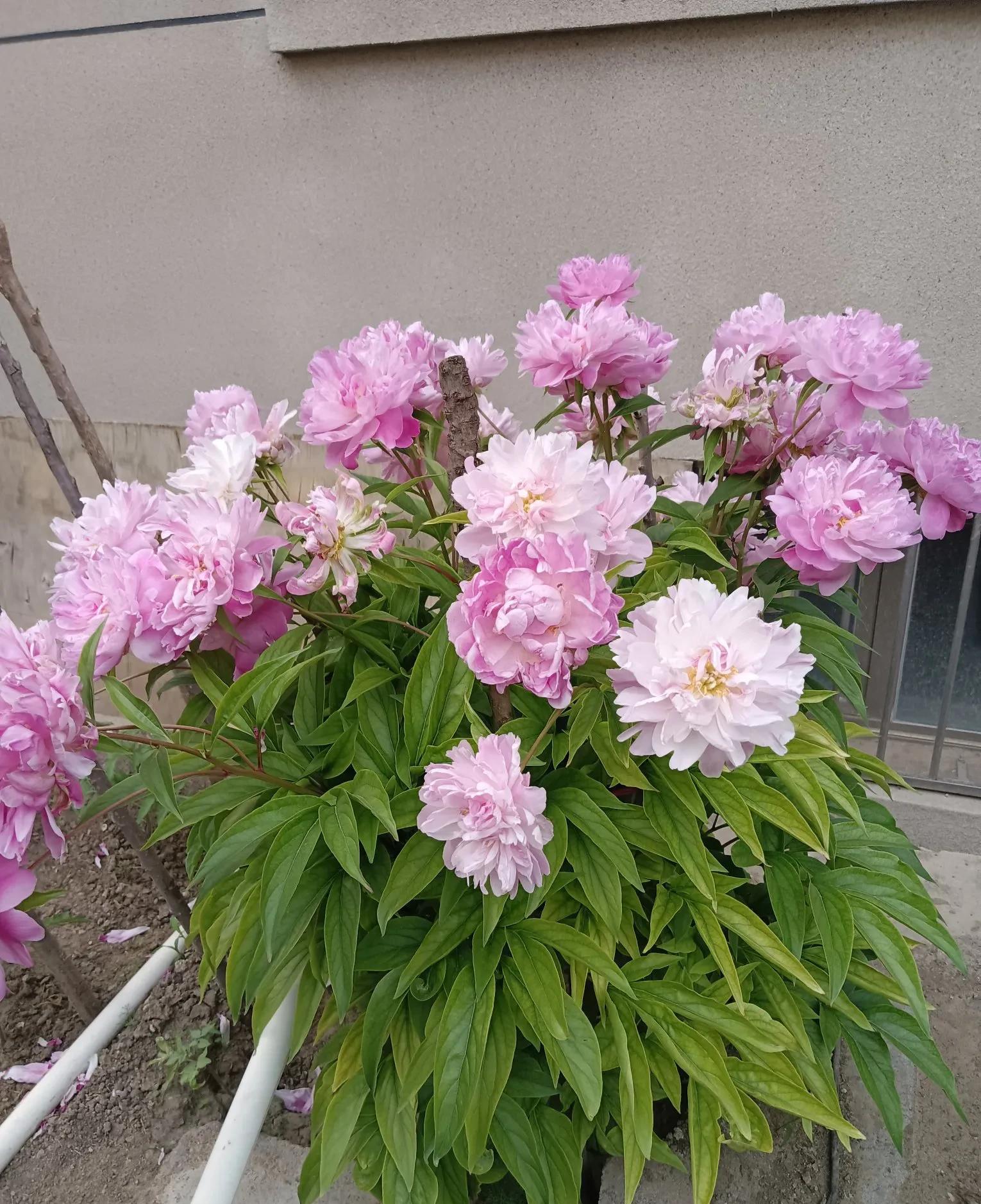 我有个同性男朋友，曾经向往一起生活。但因为家庭经济距离等等种种原因没能在一起，后
