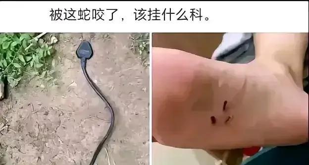 为什么现在的蛇越来越多了？
主要是气候变热了，蛇都开始侵犯人类的领域了，就大前年
