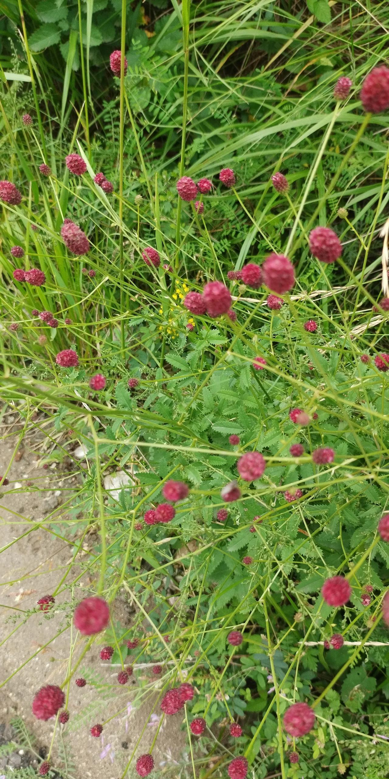 哈拉沁沟公路边美丽的植物