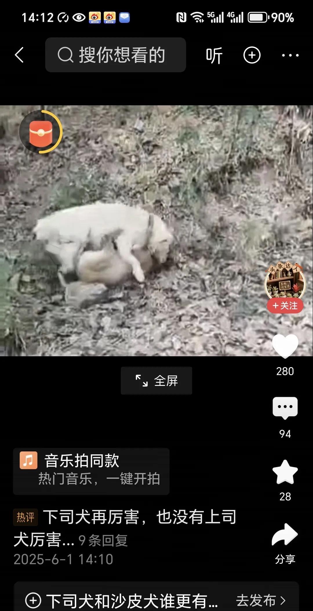 贵州的下司犬真是厉害，
刚刚看到一条下司犬和一条沙皮狗打斗，
这下司犬主动出击，