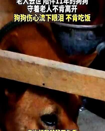 一女子发视频称，她的爷爷去世了，晚上十点给爷爷守灵时，女子发现爷爷养的狗子进房间