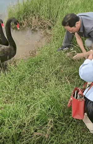 会说谢谢的黑天鹅，这个视频很感人，这已不是人来鸟不惊了，这是人鸟互信、天人合一啦