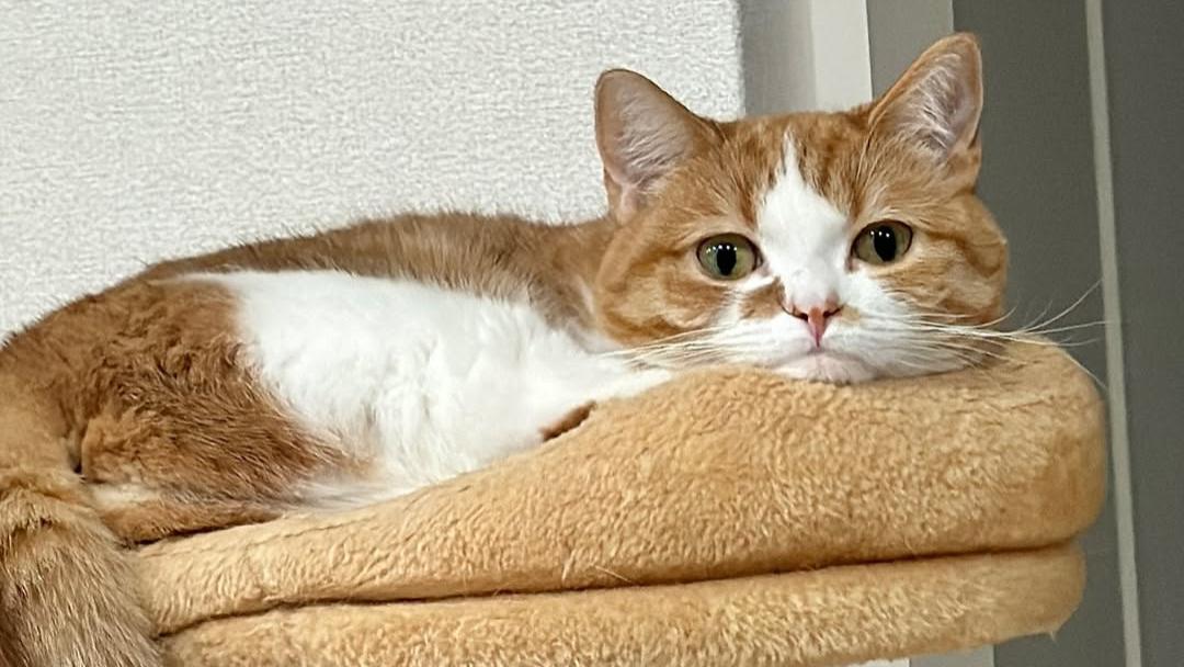 “窝”都安排好了吗？给猫咪打造“舒适睡眠区”的 4 个条件