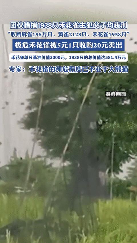 收购198万只麻雀被判，网友吵翻天！
湖北王某法等人组成的犯罪团伙非法猎捕、收购