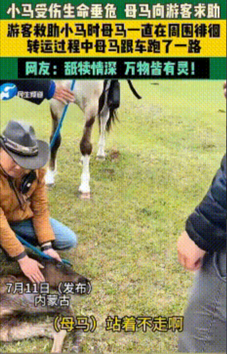 泪目！内蒙古草原，一匹野马在男子身旁来回踱步，神情焦躁，还不断回头“示意”，男子