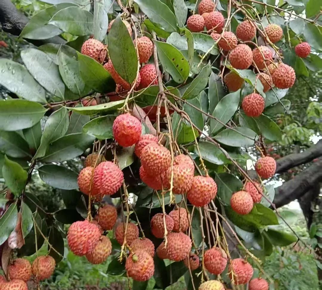#上联：冬去山明水秀，下联：请你来#夏来蝉鸣果熟