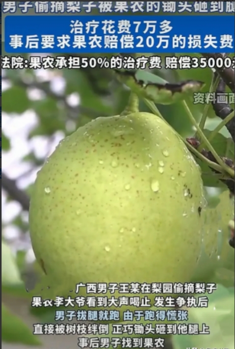 苦不堪言！6月2日，广西，一男子去梨园偷梨，被园主大爷发现发生争执后，他拔腿就跑
