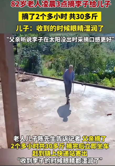 82岁的老人凌晨3点起来摘了30斤李子给儿子。听说李子在太阳没出来时采摘口感更好，于是凌晨3点采摘