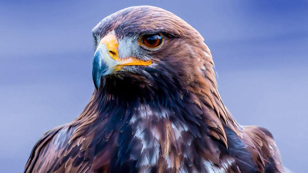 河南大爷救中暑老鹰, 1年后遭菜店老板诬陷逃单, 老鹰护主将其抓伤