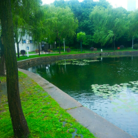 大树品球