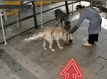 为啥呢？前一分钟还在好好吃食，后一分钟跳起来去咬主人。
主人给两条狗都放了食，用