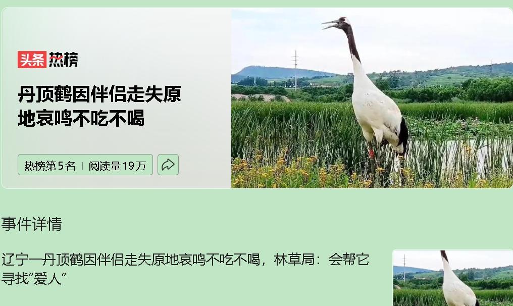 北票天鹅湖的丹顶鹤，因伴侣失踪而哀鸣绝食，这背后是野生动物保护的困境。
丹顶鹤被