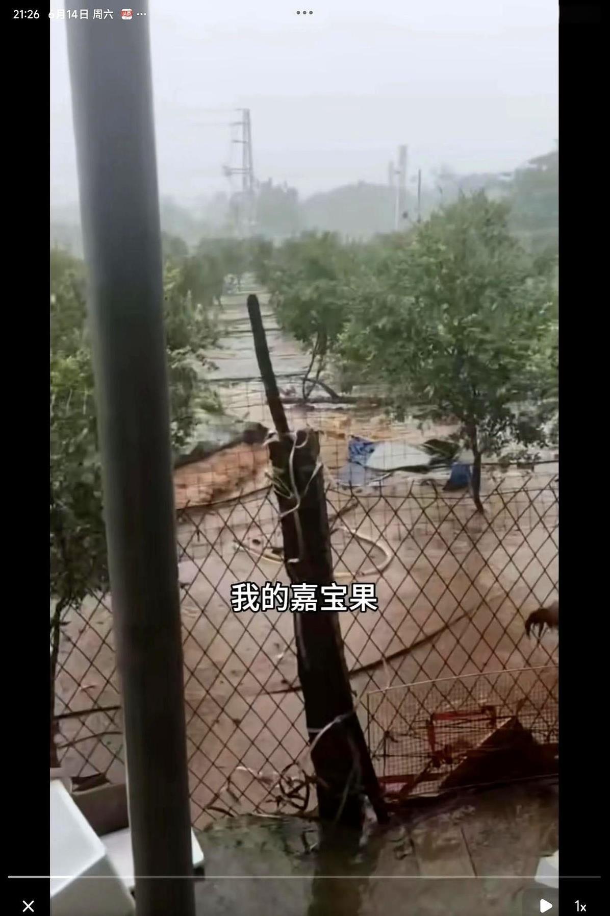 06月14日全红婵家里的果园被台风吹倒了，全红婵的爸爸直言：心很痛。
台风蝴蝶吹