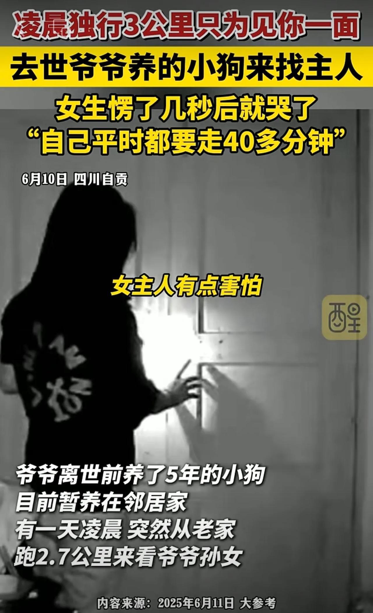 凌晨独行3公里只为见你一面，去世爷爷养的小狗来找主人，女生愣了几秒后就哭了“自己
