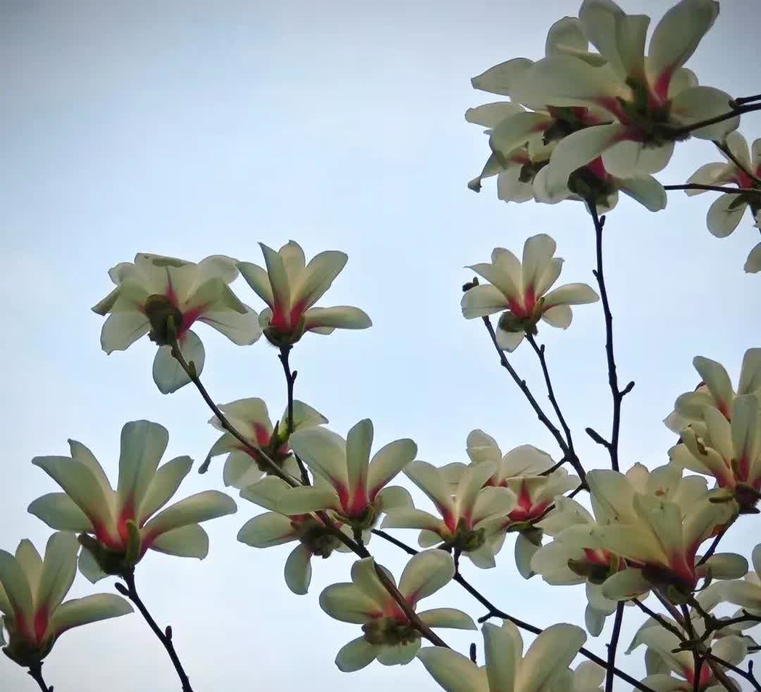 今天是青岛此次降温最冷的一天，天气晴好但是凉风习习，今天的温度是3至10度。今上