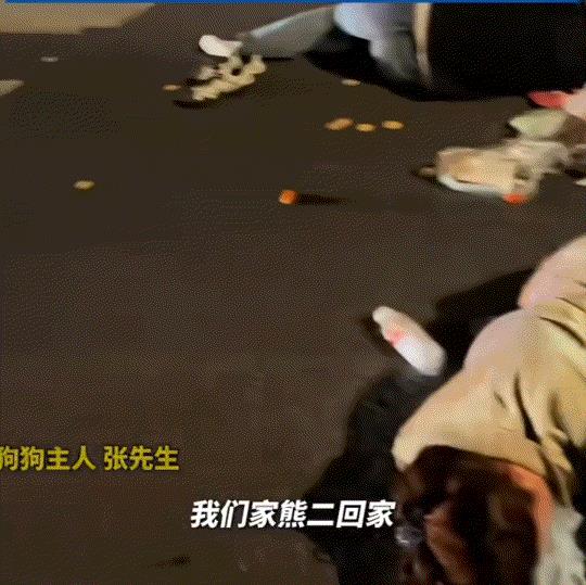 狗子太暖心了！黑龙江哈尔滨，一位狗主人带着自家的圣伯纳犬上街遛弯，途中便遇到陌生