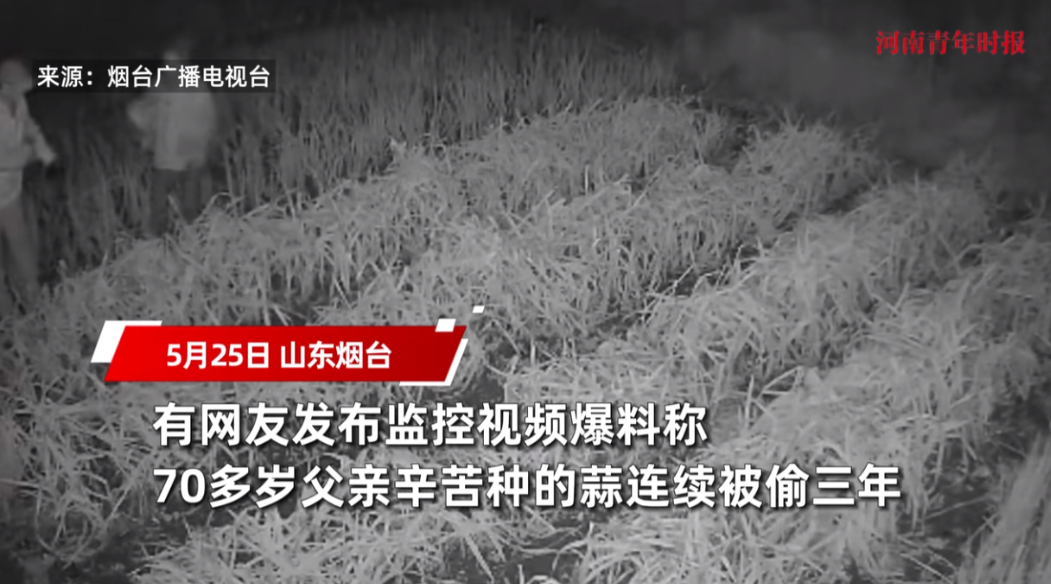 “太缺德了！”山东烟台，一位七旬大爷带病种了一点大蒜，本打算留着自己家里人吃，可