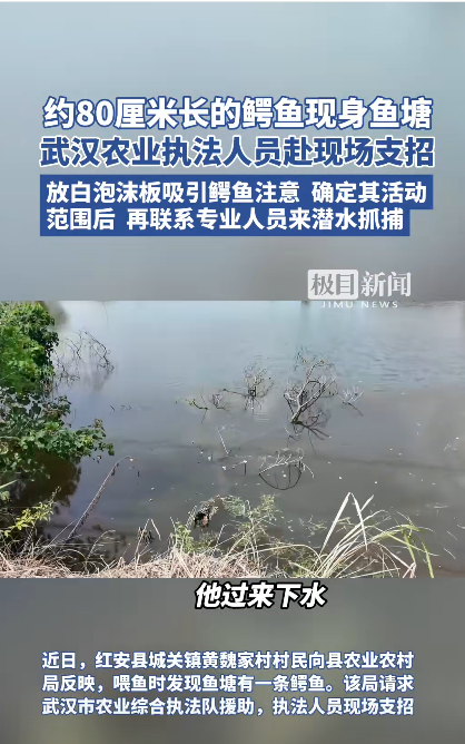 “真是吓死人了！”湖北黄冈，一村民割草喂鱼时，忽然发现水面上漂着个东西，凑近一看