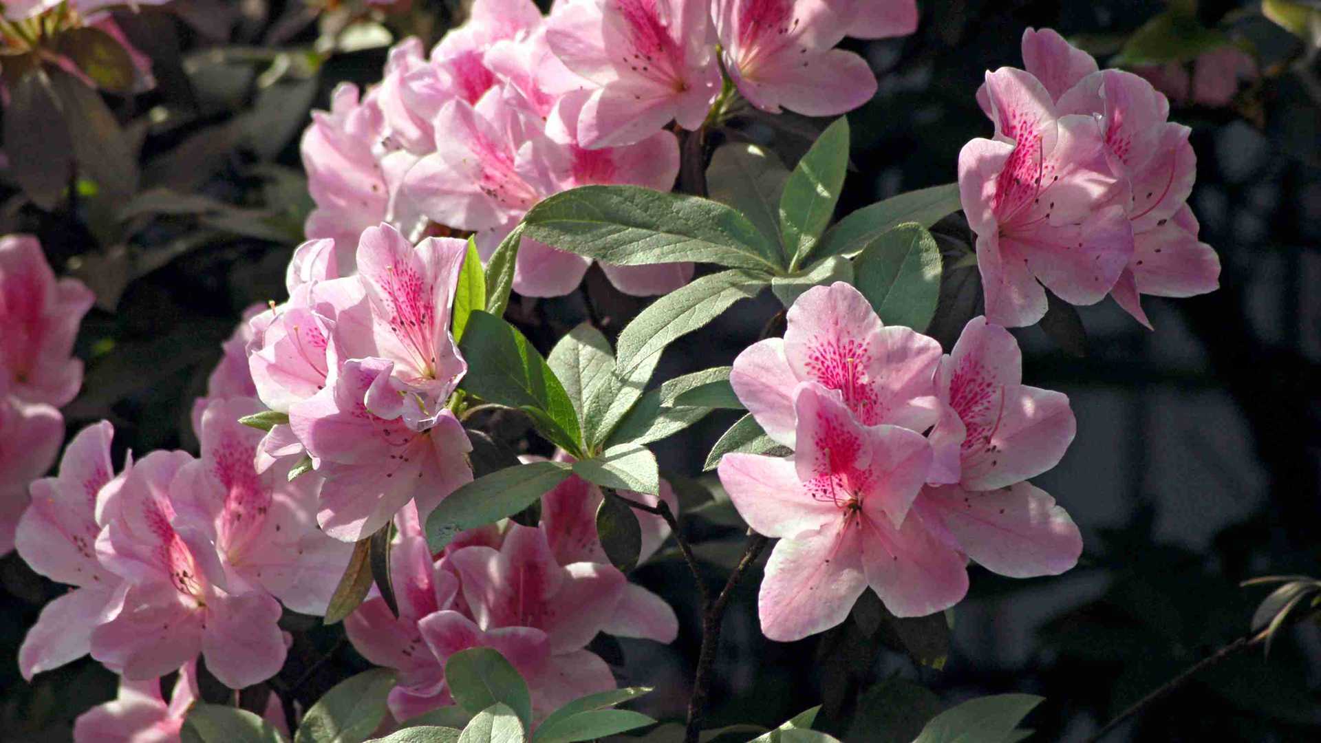 仙人掌摆烂养护术，断水休眠躺平指南，佛系青年必备