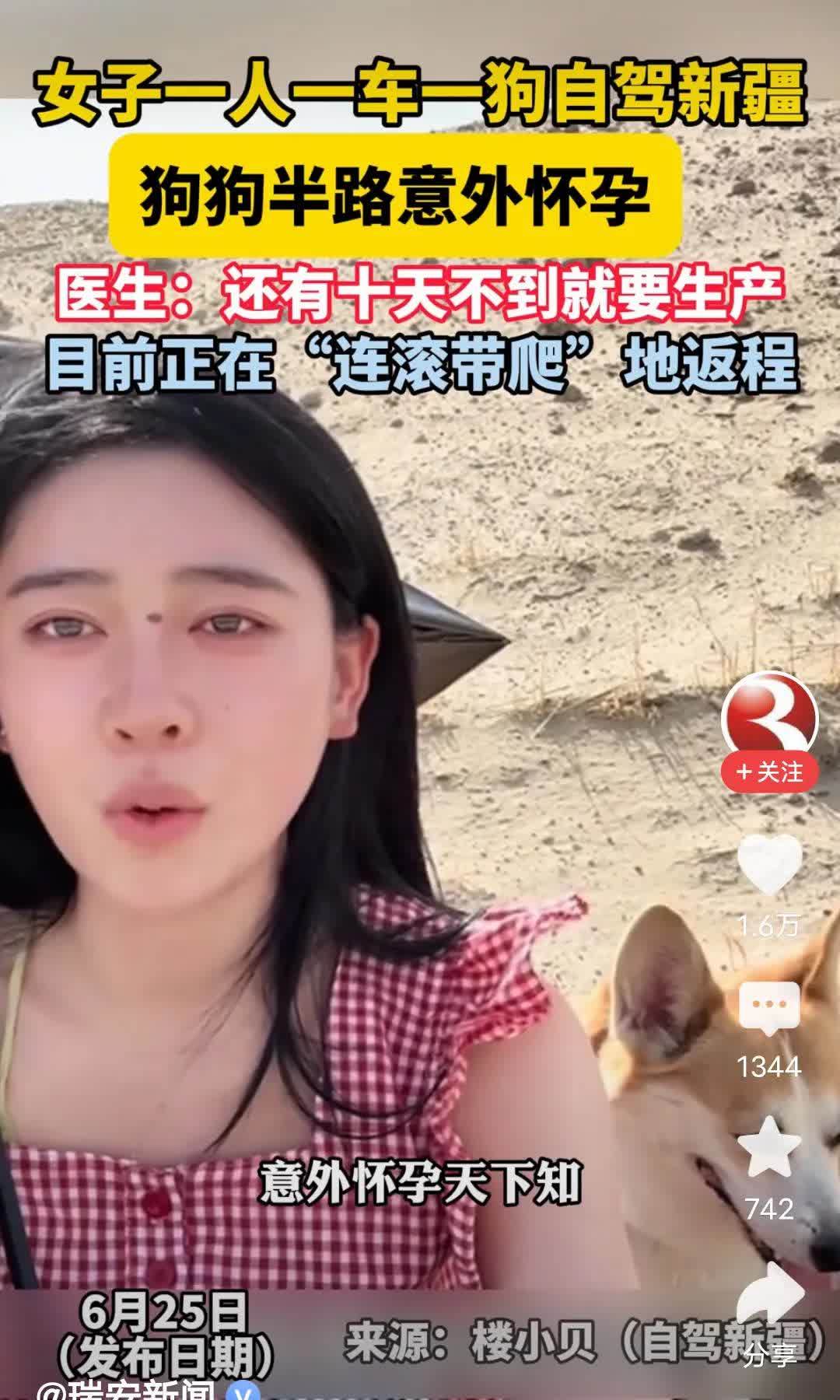 一女子一人一车一狗自驾新疆途中

狗狗意外怀孕即将生产

竟然还不知道孩