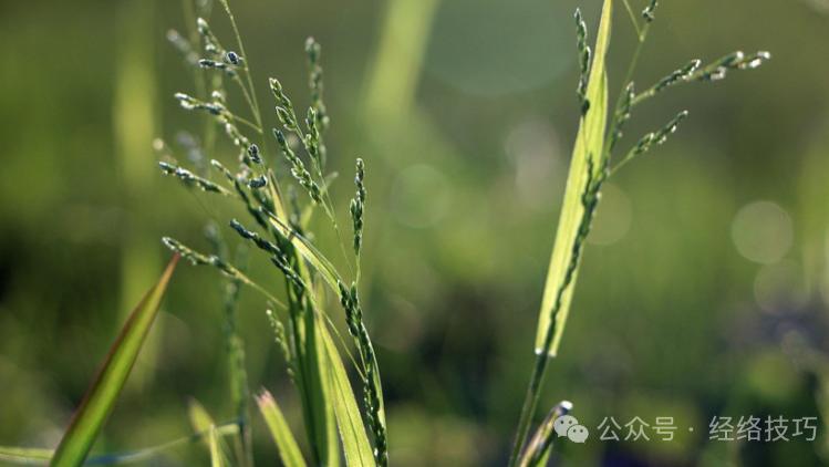 人老了担心的不是面子，而是驼背！每天5分钟，坚持练，精气渐旺，肾气足了人更稳