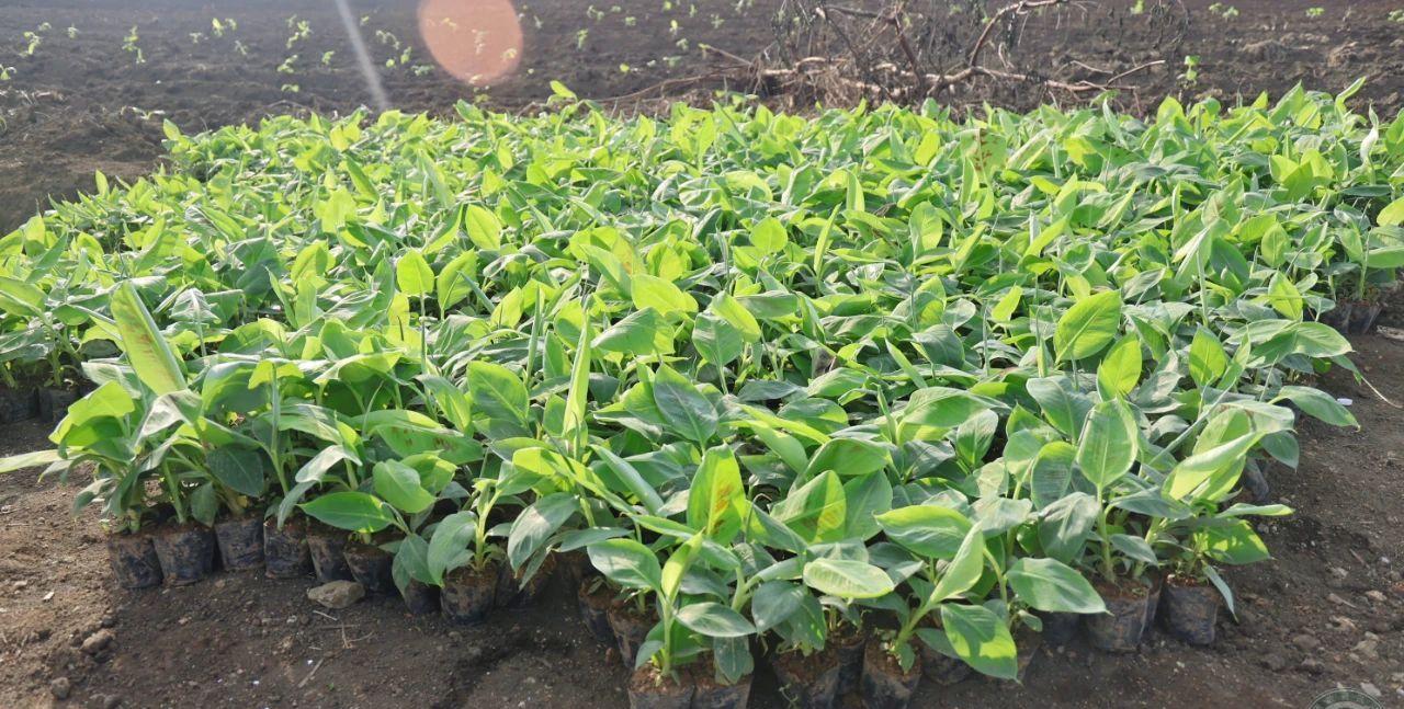 果敢同盟军的木邦县，大力发展香蕉种植业！邻国一名香蕉种植承包商，租了700多亩地