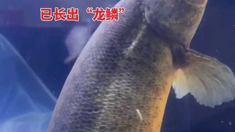 惊！男子十年养出“龙”，手臂粗细出价一万都不卖