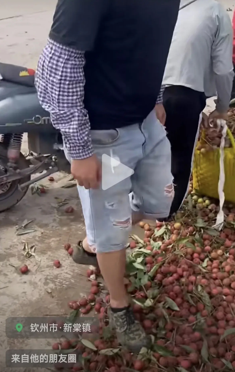 果贱伤农！广西钦州一网友发布视频称他们那里的荔枝收购价已经从五毛一斤降到了三毛一