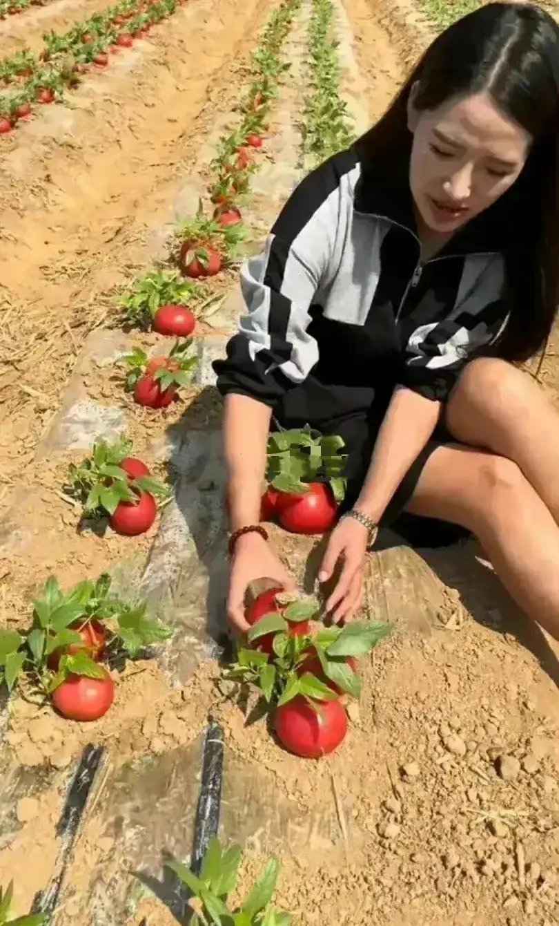 四川南充一位美女主播在田地里直播卖西红柿，被网友们集体吐槽。她说她家的西红柿都是