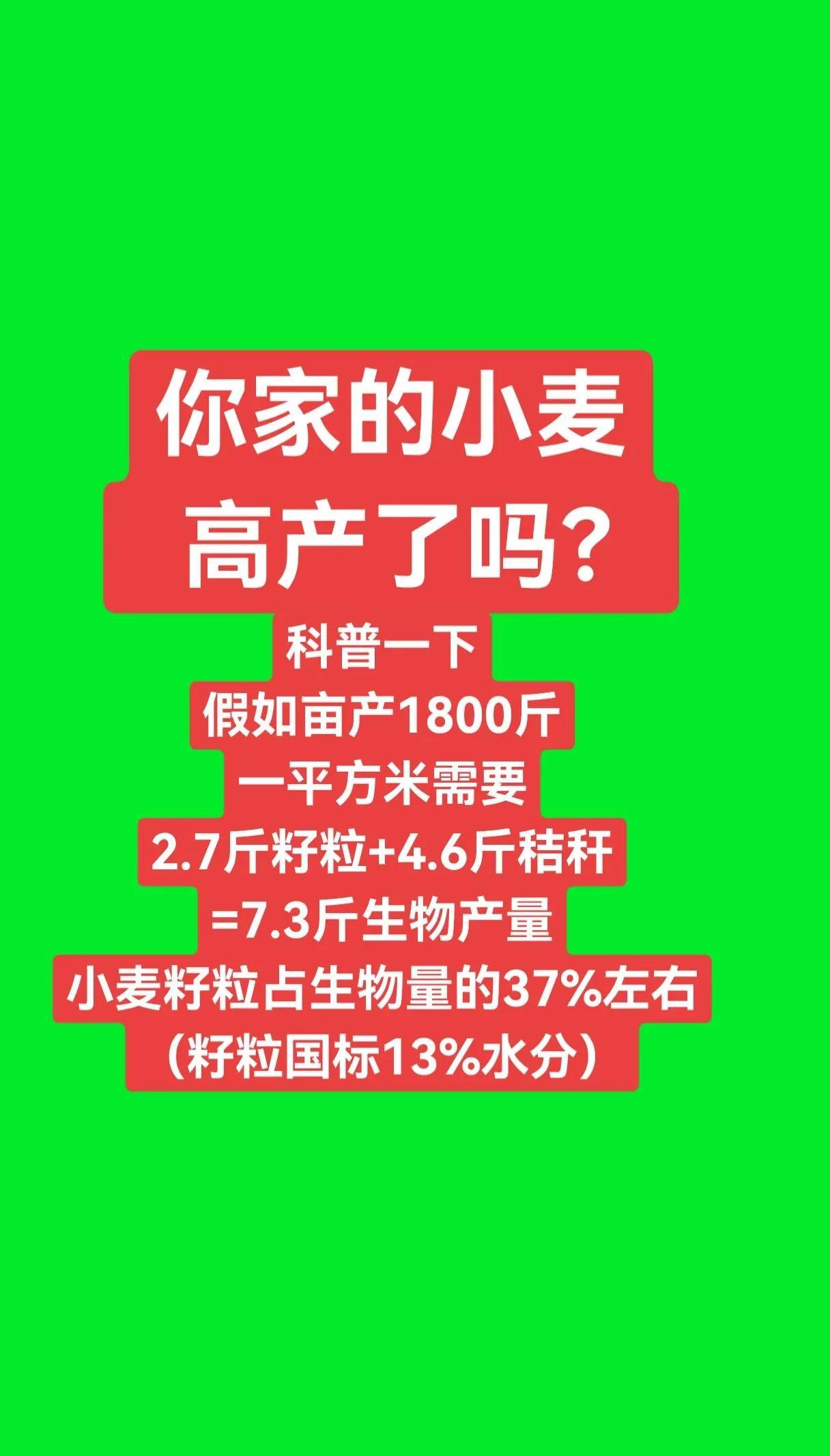 你家的小麦，高产了吗？
顺便科普一下：
假如亩产1800斤
一平方米需要
2.7