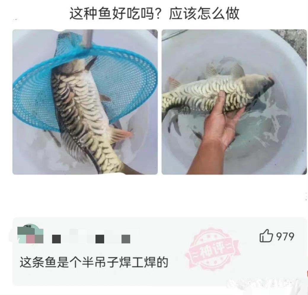 这种鱼好吃吗？应该怎么做？