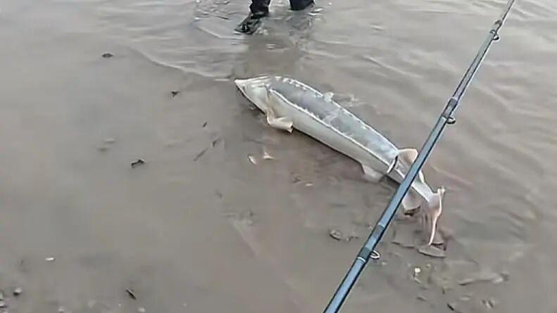 江西小伙钓起个“中华鲟”，没敢碰直接放掉，若不放生后果多严重？