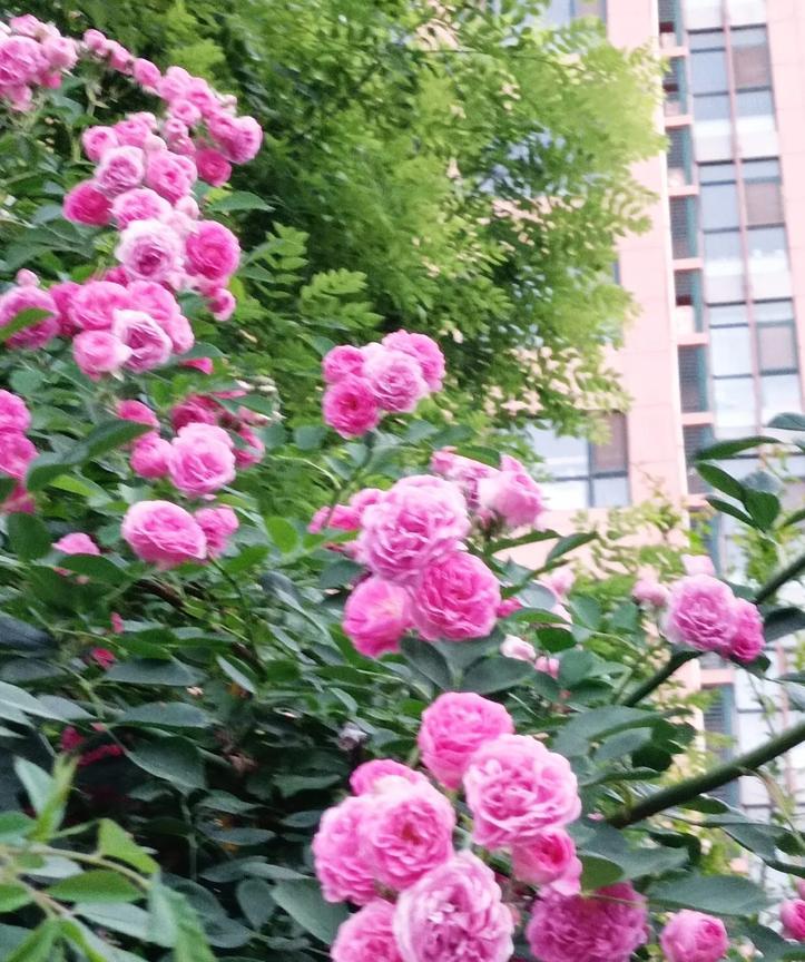 蔷薇绽满矮篱墙
小朵悠然沐日光
不与千花争秀色
……[作揖][玫瑰]
上联:蔷薇